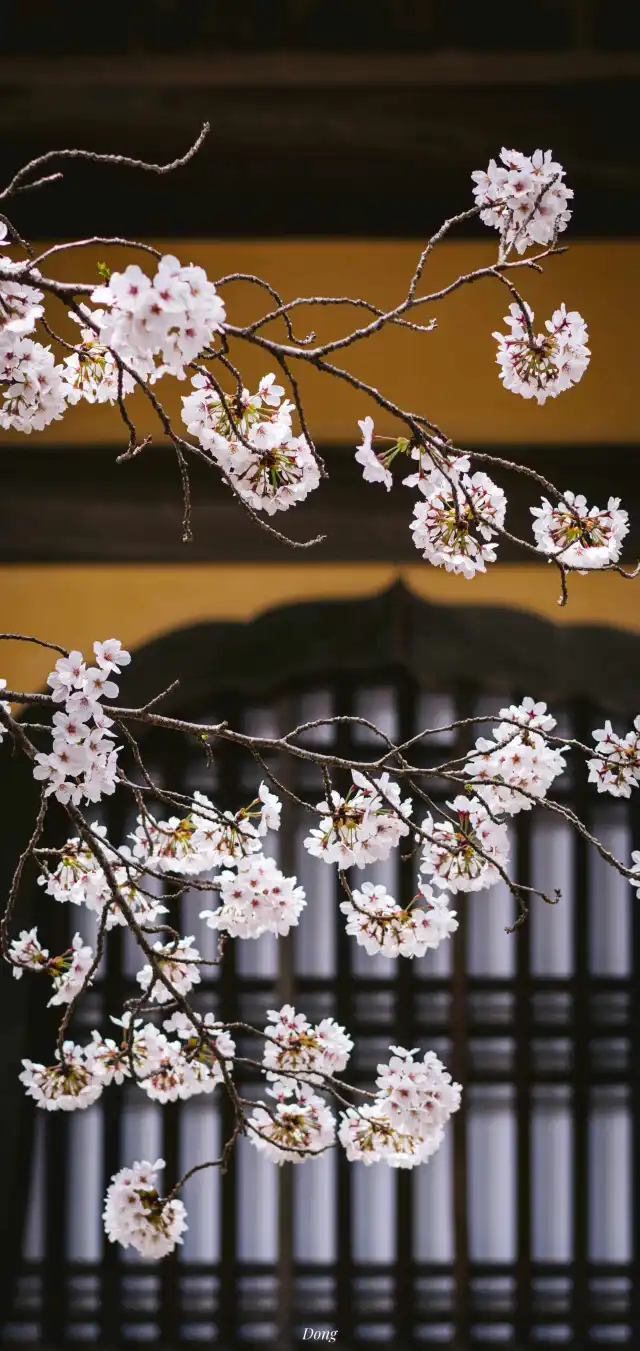 Photograph 55
