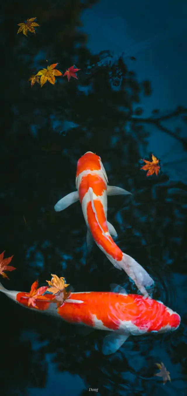 Photograph 34